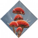 Champignons rouges 1